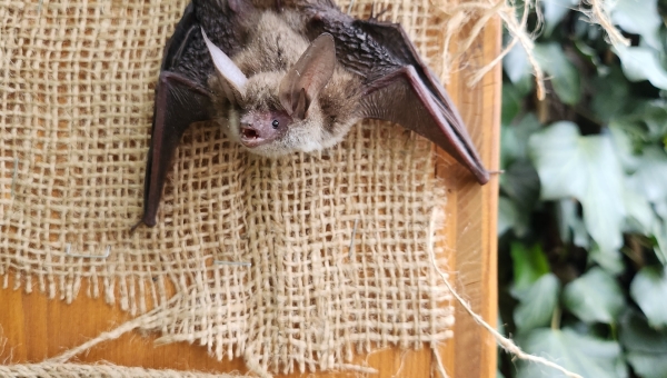 Une chauve-souris discrète et vulnérable a été observée dans le Chablais 